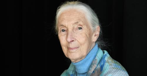 World Mourns the Passing of Renowned Primatologist Jane Goodall